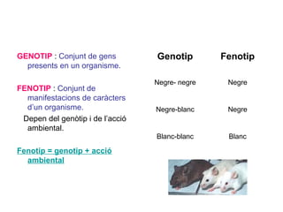 GENOTIP : Conjunt de gens
presents en un organisme.
FENOTIP : Conjunt de
manifestacions de caràcters
d’un organisme.
Depen del genòtip i de l’acció
ambiental.
Fenotip = genotip + acció
ambiental
Genotip Fenotip
Negre- negre Negre
Negre-blanc Negre
Blanc-blanc Blanc
 