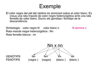 Exemple
El color negre del pèl del ratolins és dominant sobre el color blanc. Es
creua una rata mascle de color negre heterozigòtica amb una rata
femella de color blanc. Escriu els genòtips i fenòtips de la
descendència.
Simbologia : color negre N color blanc n N domina n
Rata mascle negre heterozigòtica : Nn
Rata femella blanca : nn
Nn x nn
GENÒTIPS Nn Nn nn nn
FENÒTIPS (negre ) (negre) (blanc ) (blanc )
 