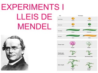 EXPERIMENTS I
LLEIS DE
MENDEL
 