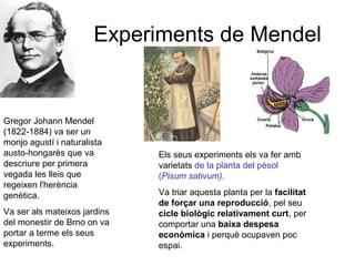 Experiments de Mendel
Gregor Johann Mendel
(1822-1884) va ser un
monjo agustí i naturalista
austo-hongarès que va
descriure per primera
vegada les lleis que
regeixen l'herència
genètica.
Va ser als mateixos jardins
del monestir de Brno on va
portar a terme els seus
experiments.
Els seus experiments els va fer amb
varietats de la planta del pèsol
(Pisum sativum).
Va triar aquesta planta per la facilitat
de forçar una reproducció, pel seu
cicle biològic relativament curt, per
comportar una baixa despesa
econòmica i perquè ocupaven poc
espai.
 