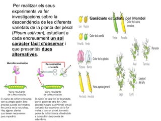 Per realitzar els seus
experiments va fer
investigacions sobre la
descendència de les diferents
varietats de la planta del pèsol
(Pisum sativum), estudiant a
cada encreuament un sol
caràcter fàcil d'observar i
que presentés dues
alternatives.
Caràcters estudiats per Mendel
 