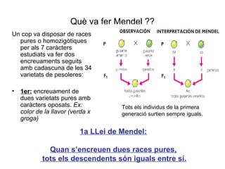 Què va fer Mendel ??
Un cop va disposar de races
pures o homozigòtiques
per als 7 caràcters
estudiats va fer dos
encreuaments seguits
amb cadascuna de les 34
varietats de pesoleres:
• 1er: encreuament de
dues varietats pures amb
caràcters oposats. Ex:
color de la llavor (verda x
groga)
Tots els individus de la primera
generació surtien sempre iguals.
1a LLei de Mendel:
Quan s’encreuen dues races pures,
tots els descendents són iguals entre sí.
 