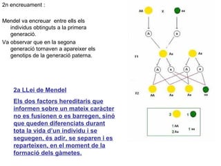2n encreuament :
Mendel va encreuar entre ells els
individus obtinguts a la primera
generació.
Va observar que en la segona
generació tornaven a apareixer els
genotips de la generació paterna.
2a LLei de Mendel
Els dos factors hereditaris que
informen sobre un mateix caràcter
no es fusionen o es barregen, sinó
que queden diferenciats durant
tota la vida d’un individu i se
seguegen, és adir, se separen i es
reparteixen, en el moment de la
formació dels gàmetes.
 