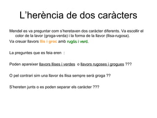 L’herència de dos caràcters
Mendel es va preguntar com s’heretaven dos caràcter diferents. Va escollir el
color de la lavor (groga-verda) i la forma de la llavor (llisa-rugosa).
Va creuar llavors llis i groc amb rugós i verd.rugós i verd.
La preguntes que es feia eren :
Poden apareixer llavors llises i verdes o llavors rugoses i grogues ???
O pel contrari sim una llavor és llisa sempre serà groga ??
S’hereten junts o es poden separar els caràcter ???
 