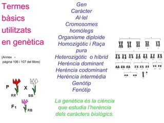 Termes
bàsics
utilitzats
en genètica
(Annex -
pàgina 106 i 107 del llibre)
Gen
Caràcter
Al·lel
Cromosomes
homòlegs
Organisme diploide
Homozigòtic i Raça
pura
Heterozigòtic o híbrid
Herència dominant
Herència codominant
Herència intermèdia
Genòtip
Fenòtip
La genètica és la ciència
que estudia l’herència
dels caràcters biològics.
 