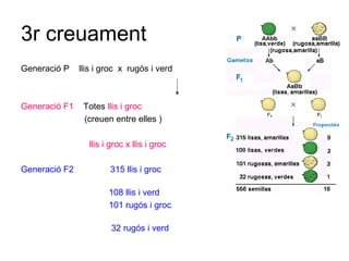 3r creuament
Generació P llis i groc x rugós i verd
Generació F1 Totes llis i groc
(creuen entre elles )
llis i groc x llis i groc
Generació F2 315 llis i groc
108 llis i verd
101 rugós i groc
32 rugós i verd
 