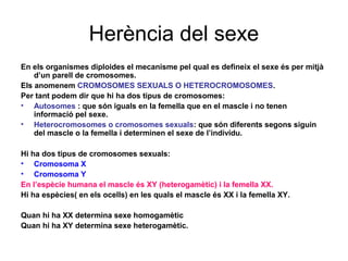 Herència del sexe
En els organismes diploides el mecanisme pel qual es defineix el sexe és per mitjà
d’un parell de cromosomes.
Els anomenem CROMOSOMES SEXUALS O HETEROCROMOSOMES.
Per tant podem dir que hi ha dos tipus de cromosomes:
• Autosomes : que són iguals en la femella que en el mascle i no tenen
informació pel sexe.
• Heterocromosomes o cromosomes sexuals: que són diferents segons siguin
del mascle o la femella i determinen el sexe de l’individu.
Hi ha dos tipus de cromosomes sexuals:
• Cromosoma X
• Cromosoma Y
En l’espècie humana el mascle és XY (heterogamètic) i la femella XX.
Hi ha espècies( en els ocells) en les quals el mascle és XX i la femella XY.
Quan hi ha XX determina sexe homogamètic
Quan hi ha XY determina sexe heterogamètic.
 