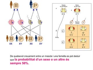 De qualsevol creuament entre un mascle i una femella es pot deduir
que la probabilitat d’un sexe o un altre és
sempre 50%.
 