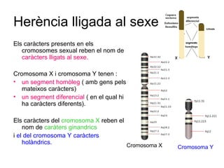 Herència lligada al sexe
Els caràcters presents en els
cromosomes sexual reben el nom de
caràcters lligats al sexe.
Cromosoma X i cromosoma Y tenen :
• un segment homòleg ( amb gens pels
mateixos caràcters)
• un segment diferencial ( en el qual hi
ha caràcters diferents).
Els caràcters del cromosoma X reben el
nom de caràters ginandrics
i el del cromosoma Y caràcters
holàndrics. Cromosoma X Cromosoma Y
 