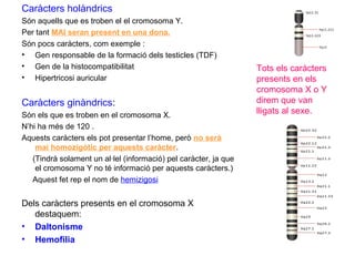 Caràcters holàndrics
Són aquells que es troben el el cromosoma Y.
Per tant MAI seran present en una dona.
Són pocs caràcters, com exemple :
• Gen responsable de la formació dels testicles (TDF)
• Gen de la histocompatibilitat
• Hipertricosi auricular
Caràcters ginàndrics:
Són els que es troben en el cromosoma X.
N’hi ha més de 120 .
Aquests caràcters els pot presentar l’home, però no serà
mai homozigòtic per aquests caràcter.
(Tindrà solament un al·lel (informació) pel caràcter, ja que
el cromosoma Y no té informació per aquests caràcters.)
Aquest fet rep el nom de hemizigosi
Dels caràcters presents en el cromosoma X
destaquem:
• Daltonisme
• Hemofilia
Tots els caràcters
presents en els
cromosoma X o Y
direm que van
lligats al sexe.
 