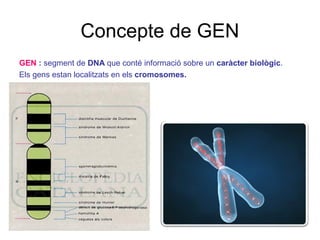 Concepte de GEN
GEN : segment de DNA que conté informació sobre un caràcter biològic.
Els gens estan localitzats en els cromosomes.
 