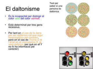 El daltonisme
• És la incapacitat per distingir el
color verd del color vermell.
• Està determinat per tres gens
recessius.
• Per tant en el cas de la dona
per ser daltònica cal que sigui
homozigòtica pel caràcter,
però en el cas de l’home si té
l’al·lel en el cromosoma X, ja
serà daltònic.(per què en el Y
no hi ha informació pel
caràcter)
Test per
saber si una
persona és
daltònica
 