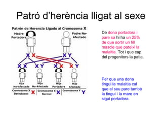 Patró d’herència lligat al sexe
De dona portadora i
pare sa hi ha un 25%
de que sortir un fill
mascle que pateixi la
malaltia. Tot i que cap
del progenitors la patia.
Per que una dona
tingui la malaltia cal
que el seu pare també
la tingui i la mare en
sigui portadora.
 