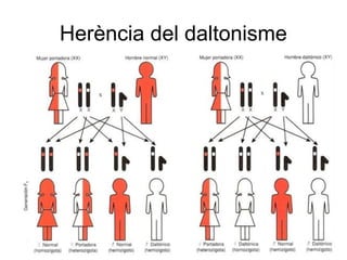 Herència del daltonisme
 