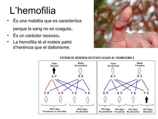 L’hemofilia
• És una malaltia que es caracteritza
perque la sang no es coagula.
• És un caràcter recessiu.
• La hemofilia té el mateix patró
d’herència que el daltonisme.
.
 