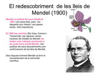 El redescobriment de les lleis de
Mendel (1900)
Mendel va publicar els seus treballs el
1866. Les seves lleis, però van
despertar poc interés i van passar
sense més importància.
El 1900 tres científics (De Vries, Correns i
Tschermak) per separat i sense
conèixer els treballs de Mendel van
arribar a les mateixes conclusions a
les quals havia arribat Mendel. Van
publicar els seus descobriments com
confirmacions de les lleis de Mendel.
Des d’aquest moment Mendel va tenir el
reconeixement de la comunitat
científica.
 