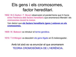 Els gens i els cromosomes,
factor hereditari.
1902: W.C.Sutton i T. Boveri observaren el paralel·lisme que hi havia
entre l’herència dels factors hereditaris que anomenava Mendel i els
cromosomes durant la meiosi.
Van deduir que els factors hereditaris (gens ) estaven en els
cromosomes.
1909: W. Bateson va introduir el terme genètica.
1910: T.H.Morgan va descobrir els gens lligats en D.melanogaster.
Amb tot això es va enunciar el que anomanem
TEORIA CROMOSÒMICA DE L’HERÈNCIA.
 