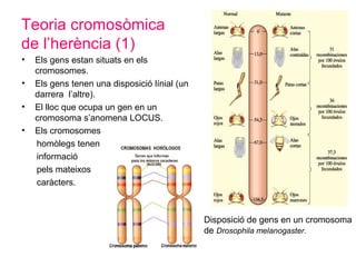 Teoria cromosòmica
de l’herència (1)
• Els gens estan situats en els
cromosomes.
• Els gens tenen una disposició línial (un
darrera l’altre).
• El lloc que ocupa un gen en un
cromosoma s’anomena LOCUS.
• Els cromosomes
homòlegs tenen
informació
pels mateixos
caràcters.
Disposició de gens en un cromosoma
de Drosophila melanogaster.
 