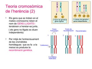 Teoria cromosòmica
de l’herència (2)
• Els gens que es troben en el
mateix cromosoma reben el
nom de GENS LLIGATS i
tendeixen a heretar-se junts.
( els gens no lligats es diuen
independents)
• Per mitjà de l’entrecreuament
de les cromàtides
homòlegues que es fa a la
meiosi es produiex la
recombinació genètica.
 
