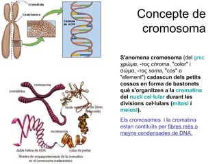 Concepte de
cromosoma
S'anomena cromosoma (del grec
χρώμα, -τος chroma, "color" i
σώμα, -τος soma, "cos" o
"element") cadascun dels petits
cossos en forma de bastonets
què s'organitzen a la cromatina
del nucli cel·lular durant les
divisions cel·lulars (mitosi i
meiosi).
Els cromosomes i la cromatina
estan contituïts per fibres més o
meyns condensades de DNA.
 