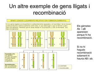 Un altre exemple de gens lligats i
recombinació
Els gàmetes
Ab i aB
apareixen
perque hi ha
recombinació.
Si no hi
hagués
recombinació
solament hi
hauria AB i ab.
 