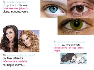 El caràcter color dels
ulls pot tenir diferents
informacions (al·lels):
blaus, marrons, verds..
Els caràcter color del cabell
pot tenir diferents
informacions (al·lels):
ser negre, marró...
El caràcter color del pèl en els
ratolins pot tenir diferents
informacions ( al·lels) : blanc,
negre.
 