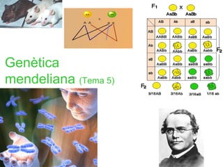 Genètica
mendeliana (Tema 5)
 
