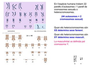 En l’espècie humana trobem 22
parells d’autosomes i 1 parell de
cromosomes sexuals o
heterocromosomes.
(44 autosomes + 2
cromosomes sexual)
Quan els heterocromosomes són
XX determina sexe femení.
Quan els heterocromosomes són
XY determina sese masculí.
La masculinitat ve definida pel
cromosoma Y.
 