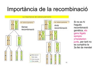 Importància de la recombinació
Si no es hi
hagués
recombinació
genètica, els
gens lligats
sempre
s’heretarien
junts, per tant no
es cumpliria la
3a llei de mendel
Sense
recombinació
Amb
recombinació
 