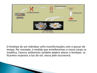 O fenótipo de um indivíduo sofre transformações com o passar do
tempo. Por exemplo, à medida que envelhecemos o nosso corpo se
modifica. Fatores ambientais também podem alterar o fenótipo: se
ficarmos expostos à luz do sol, nossa pele escurecerá.
 