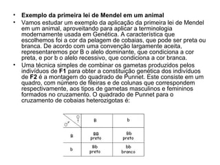 • Exemplo da primeira lei de Mendel em um animal
• Vamos estudar um exemplo da aplicação da primeira lei de Mendel
em um animal, aproveitando para aplicar a terminologia
modernamente usada em Genética. A característica que
escolhemos foi a cor da pelagem de cobaias, que pode ser preta ou
branca. De acordo com uma convenção largamente aceita,
representaremos por B o alelo dominante, que condiciona a cor
preta, e por b o alelo recessivo, que condiciona a cor branca.
• Uma técnica simples de combinar os gametas produzidos pelos
indivíduos de F1 para obter a constituição genética dos indivíduos
de F2 é a montagem do quadrado de Punnet. Este consiste em um
quadro, com número de fileiras e de colunas que correspondem
respectivamente, aos tipos de gametas masculinos e femininos
formados no cruzamento. O quadrado de Punnet para o
cruzamento de cobaias heterozigotas é:
 