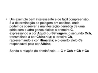 • Um exemplo bem interessante e de fácil compreensão,
é a determinação da pelagem em coelhos, onde
podemos observar a manifestação genética de uma
série com quatro genes alelos: o primeiro C,
expressando a cor Aguti ou Selvagem; o segundo Cch,
transmitindo a cor Chinchila; o terceiro Ch,
representando a cor Himalaia; e o quarto alelo Ca,
responsável pela cor Albina.
Sendo a relação de dominância → C > Cch > Ch > Ca
 
