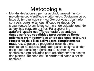 Metodologia
• Mendel destacou-se por ter adotado procedimentos
metodológicos científicos e criteriosos. Destacam-se os
fatos de ter analisado um caráter por vez; trabalhado
com pais puros; e ter quantificado os dados. Os
cruzamentos foram feitos com grande cuidado, quando
as ervilhas estavam em flor. Para prevenir a
autofertilização nas "flores-teste", as anteras
daquelas fores escolhidas para serem as flores
paternais eram removidas antes que suas estaturas
receptoras de pólen estivessem completamente
maduras. O pólen do progenitor escolhido era
transferido na época apropriada para o estigma da flor
designada para ser a geradora da semente. As
sementes eram deixadas para amadurecer nas hastes
das plantas. No caso de um caráter tal como a cor da
semente
 