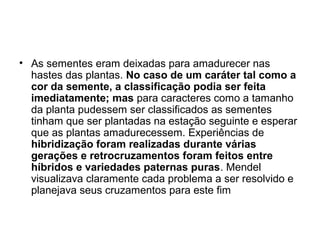 • As sementes eram deixadas para amadurecer nas
hastes das plantas. No caso de um caráter tal como a
cor da semente, a classificação podia ser feita
imediatamente; mas para caracteres como a tamanho
da planta pudessem ser classificados as sementes
tinham que ser plantadas na estação seguinte e esperar
que as plantas amadurecessem. Experiências de
hibridização foram realizadas durante várias
gerações e retrocruzamentos foram feitos entre
híbridos e variedades paternas puras. Mendel
visualizava claramente cada problema a ser resolvido e
planejava seus cruzamentos para este fim
 