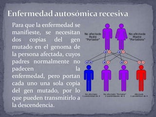 Para que la enfermedad se
manifieste, se necesitan
dos copias del gen
mutado en el genoma de
la persona afectada, cuyos
padres normalmente no
padecen la
enfermedad, pero portan
cada uno una sola copia
del gen mutado, por lo
que pueden transmitirlo a
la descendencia.
 