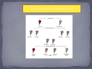 LEY DE SEGREGACION INDEPENDIENTE
 