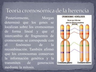 Posteriormente, Morgan
determinó que los genes se
localizan sobre los cromosomas
de forma lineal y que el
intercambio de fragmentos de
cromosomas se corresponde con
el fenómeno de la
recombinación. También afirmó
que los cromosomas conservan
la información genética y la
transmiten de generación
mediante la mitosis.
 