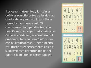 Los espermatozoides y las células
ováricas son diferentes de las demás
células del organismo. Estas células
reproductivas tienen sólo 23
cromosomas independientes cada
una. Cuando un espermatozoide y un
óvulo se combinan, al comienzo del
embarazo, forman una célula nueva
con 46 cromosomas. El ser humano
resultante es genéticamente único y
su diseño está determinado por el
padre y la madre en partes iguales.
 