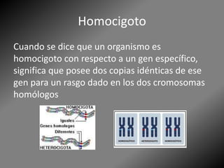 Homocigoto
Cuando se dice que un organismo es
homocigoto con respecto a un gen específico,
significa que posee dos copias idénticas de ese
gen para un rasgo dado en los dos cromosomas
homólogos
 