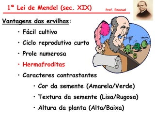 Vantagens das ervilhas:
• Fácil cultivo
• Ciclo reprodutivo curto
• Prole numerosa
• Hermafroditas
• Caracteres contrastantes
• Cor da semente (Amarela/Verde)
• Textura da semente (Lisa/Rugosa)
• Altura da planta (Alta/Baixa)
1ª Lei de Mendel (sec. XIX) Prof. Emanuel
 