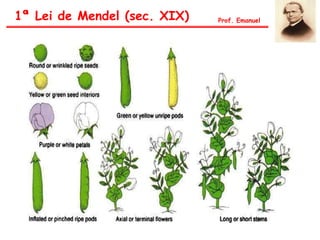 1ª Lei de Mendel (sec. XIX) Prof. Emanuel
 