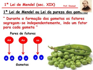 1ª Lei de Mendel ou Lei da pureza dos gametas
“ Durante a formação dos gametas os fatores
segregam-se independentemente, indo um fator
para cada gameta “
1ª Lei de Mendel (sec. XIX) Prof. Emanuel
AA Aa aa
A A A a a a
Gametas
Pares de fatores
 