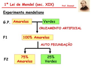 Experimento mendeliano
Amarelas Verdes
100% Amarelas
75%
Amarelas
25%
Verdes
G.P.
F1
F2
CRUZAMENTO ARTIFICIAL
AUTO FECUNDAÇÃO
1ª Lei de Mendel (sec. XIX) Prof. Emanuel
 