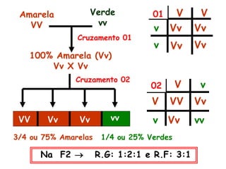 Amarela
VV
Verde
vv
100% Amarela (Vv)
Vv X Vv
3/4 ou 75% Amarelas 1/4 ou 25% Verdes
V V
v
v
vv
VV
Vv Vv
Vv Vv
Vv
Vv
V v
V
v
01
02
Cruzamento 02
Cruzamento 01
VV Vv Vv vv
Na F2  R.G: 1:2:1 e R.F: 3:1
 