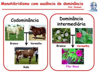 Monohibridismo com ausência de dominância
Prof. Emanuel
Codominância
Branco Vermelho
Ruão
Dominância
intermediária
Branca Vermelha
Flor Rosa
 