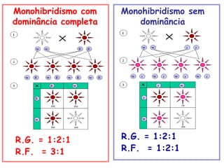 Monohibridismo com
dominância completa
Monohibridismo sem
dominância
R.G. = 1:2:1
R.F. = 3:1
R.G. = 1:2:1
R.F. = 1:2:1
 