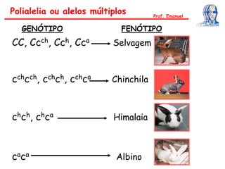Polialelia ou alelos múltiplos
GENÓTIPO FENÓTIPO
CC, Ccch, Cch, Cca Selvagem
cchcch, cchch, cchca Chinchila
chch, chca Himalaia
caca Albino
Prof. Emanuel
 