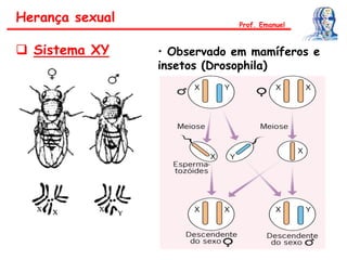  Sistema XY • Observado em mamíferos e
insetos (Drosophila)
Herança sexual Prof. Emanuel
 