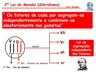 “ Os fatores de cada par segregam-se
independentemente e combinam-se
aleatoriamente nos gametas”
2ª Lei de Mendel (diibridismo) Prof. Emanuel
V v R r
1º Par - Cor da semente
MEIOSE
2º Par - textura da semente
VR
Vr
vR
vr
Lei da
segregação
independente
dos fatores
 