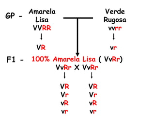 Amarela
Lisa
VVRR
Verde
Rugosa
vvrr
100% Amarela Lisa ( VvRr)
VvRr X VvRr
VR vr
VR
Vr
vR
vr
VR
Vr
vR
vr
GP -
F1 -
 